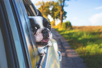 Taxi animalier