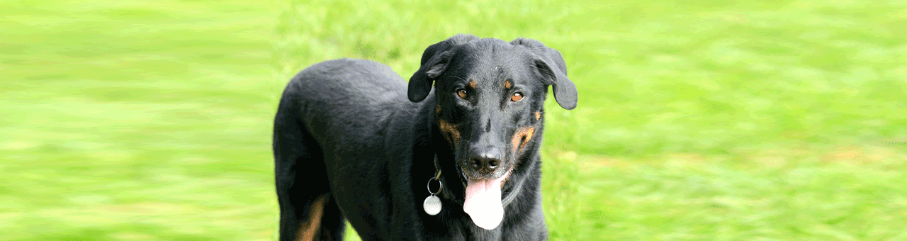 chien en liberté