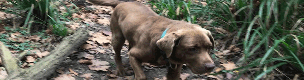 chien en liberté